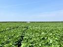 Expansive green crop field with white pickup truck and person near horizon under blue sky