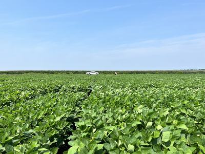 Expansive green crop field with white pickup truck and person near horizon under blue sky