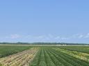 Green agricultural fields with planted rows toward distant treeline under blue sky