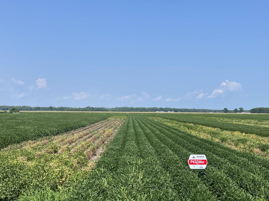 Field of green crop rows with a Pioneer sign in foreground reading "P43Z44SE"