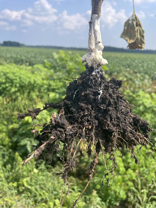 Uprooted plant roots and soil clump with white fungal growth on stem, field background