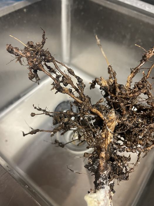 Exposed plant root mass with soil clumps and small nodules held over a stainless steel sink