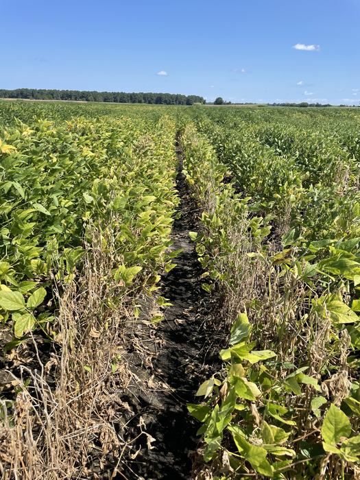 Soybean field with narrow dirt row between plants under blue sky