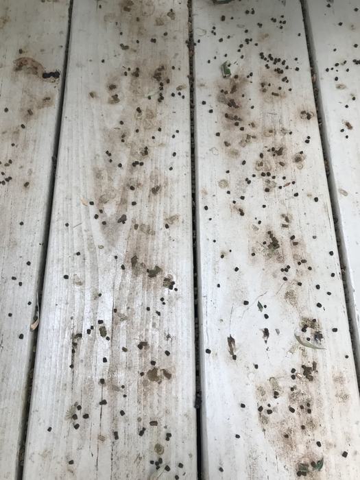 Orange Striped Oakworm droppings