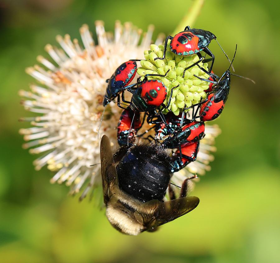Predatory Insect Nymph