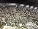 Striped Bass post larvae