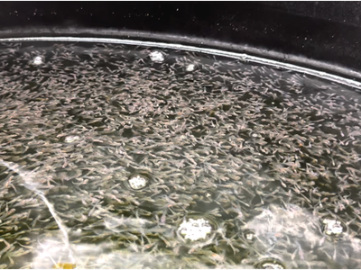 Striped Bass post larvae