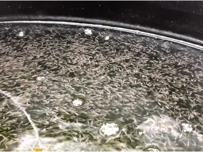 Striped Bass post larvae