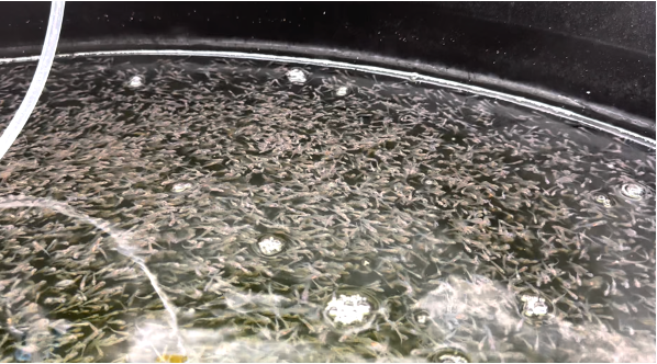 Striped Bass post larvae