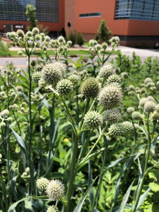 Rattlesnake Master