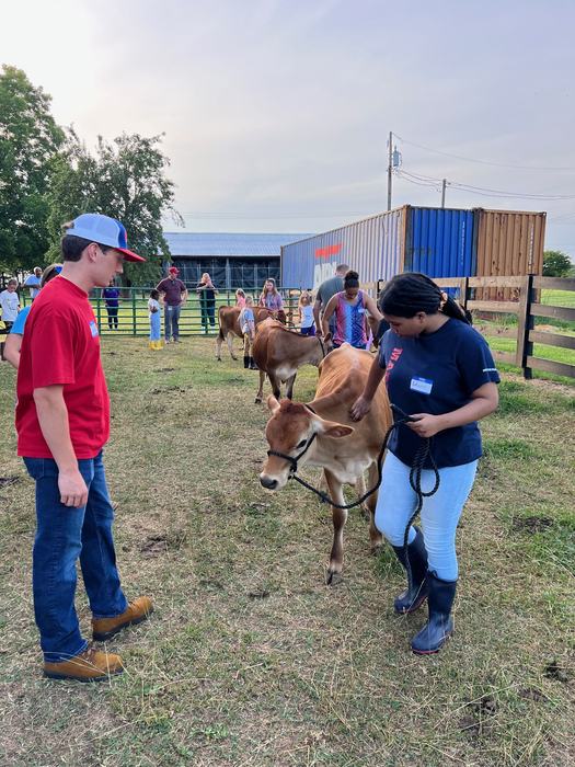 leading dairy calves