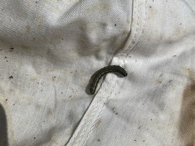 Fall Armyworm