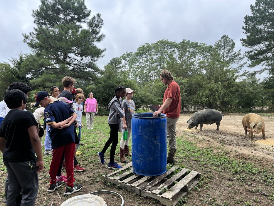 Children watch a man at a blue barrel feeding two pigs in a muddy paddock.