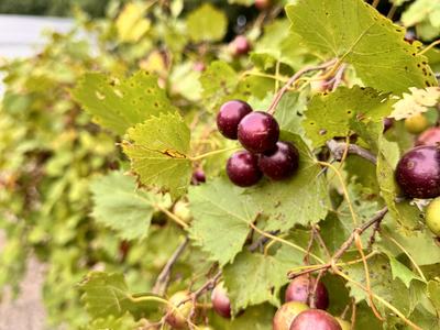 Muscadine grapes growing on vine behind office. Picture taken by Gene Fox.