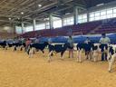 Handlers presenting Holstein calves in an indoor livestock show arena