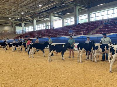 Handlers presenting Holstein calves in an indoor livestock show arena