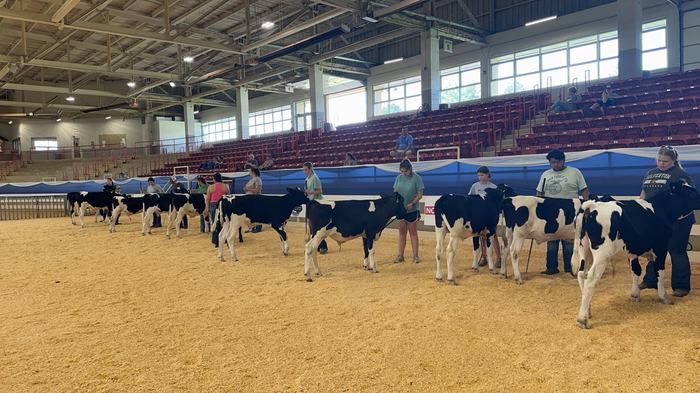 Handlers presenting Holstein calves in an indoor livestock show arena