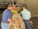 baling wool at the wool pool