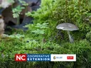 moss gardening