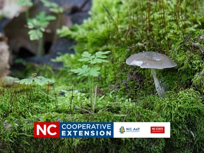 moss gardening