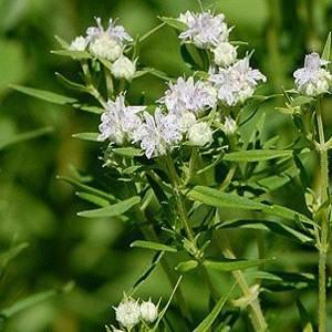 Mountain Mint in Bloom