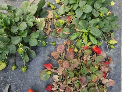 Diseased strawberry plant