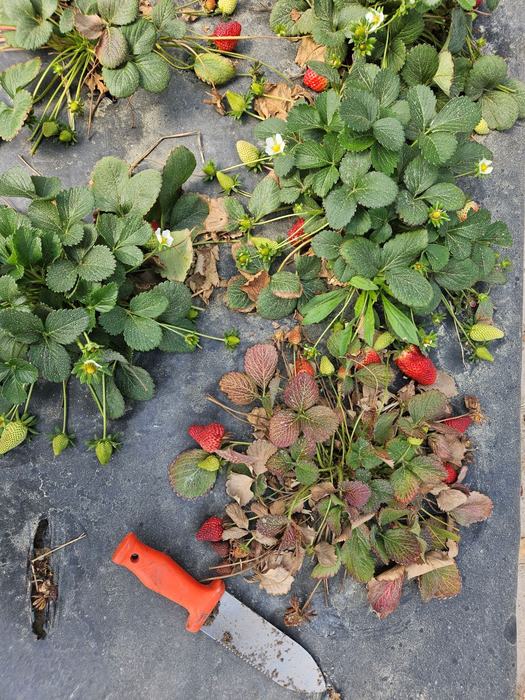 Diseased strawberry plant
