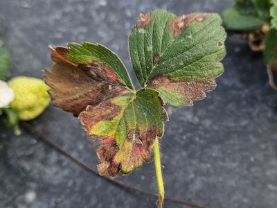 Brown and red patches on a green leaf.