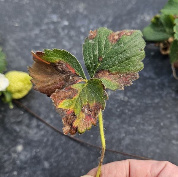 Brown and red patches on a green leaf.