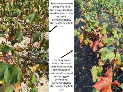 Cotton plants: left sandy soil with likely nutrient leaching; right low-lying waterlogged soil