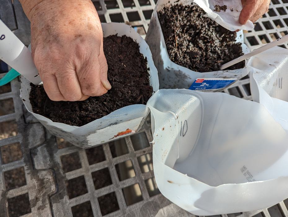 A person's hand planting a seed in a recycled container filled with potting soil