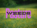 pasture weeds