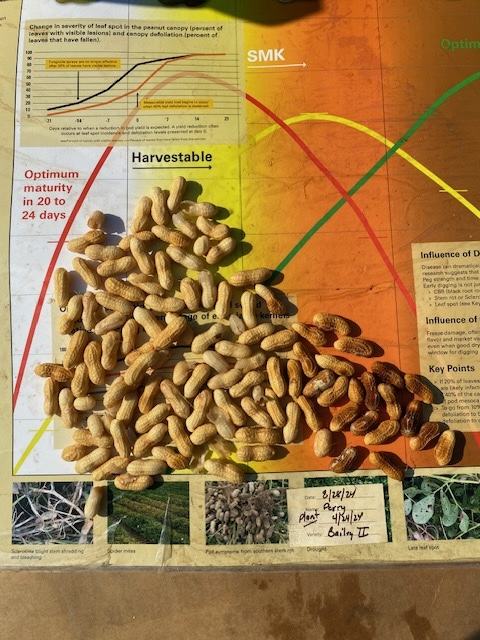 Pile of in-shell peanuts on a colorful chart labeled "Harvestable" and "Optimum maturity in 20 to 24 days"