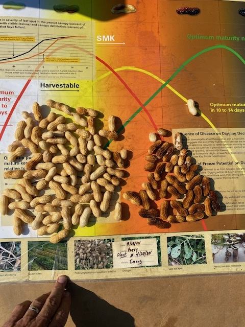 Two piles of peanuts on a maturity chart labeled "Harvestable", hand at bottom holding paper.