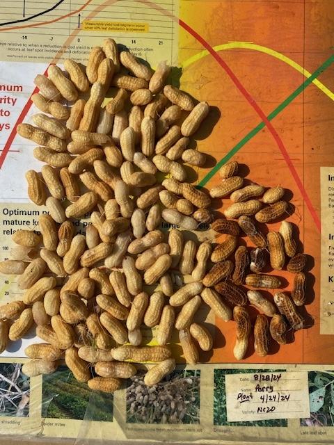 Pile of in-shell peanuts on a colorful chart with handwritten label "Plant 4/29/24 NC20"