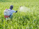 Farmer Spraying Field