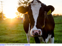 Black-and-white cow standing in grassy field at sunset, ear tag "2920"