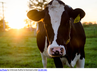 Black-and-white cow standing in grassy field at sunset, ear tag "2920"