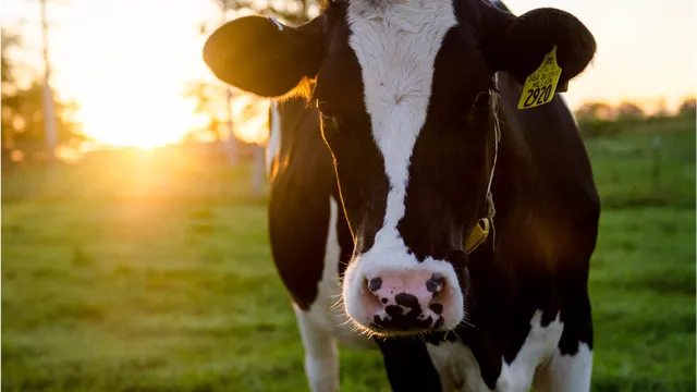 Black-and-white cow standing in grassy field at sunset, ear tag "2920"