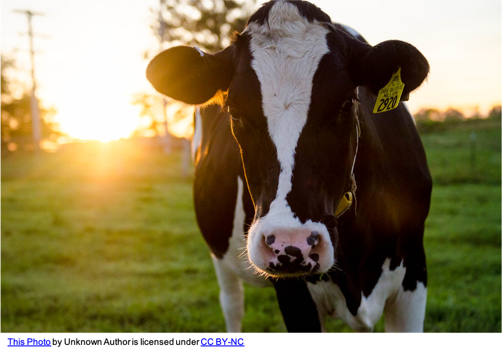 Black-and-white cow standing in grassy field at sunset, ear tag "2920"