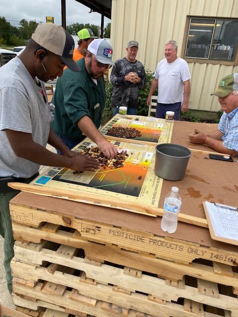 Five men sorting nuts on boards atop stacked wooden pallets outside a metal building