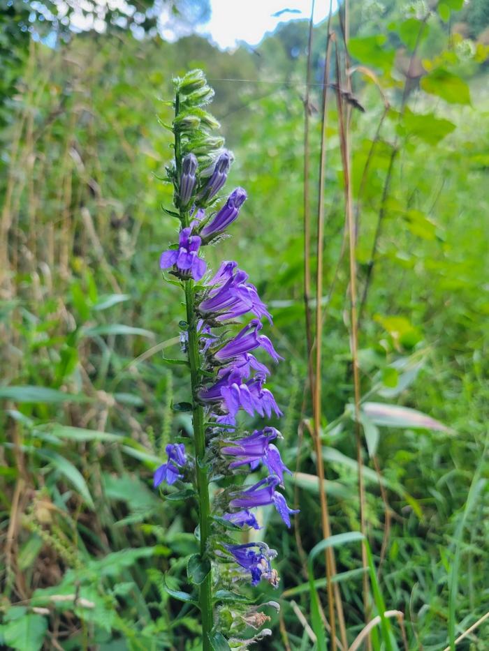 Lobelia