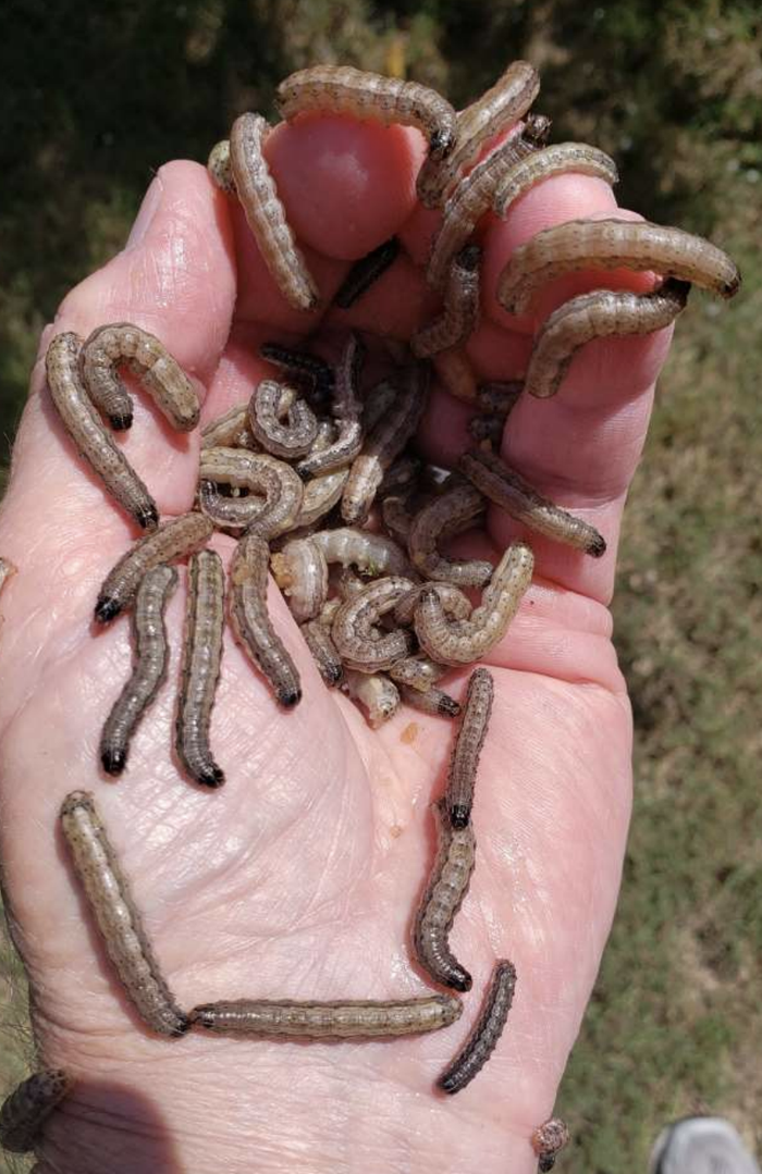 Fall Armyworms in Peanut