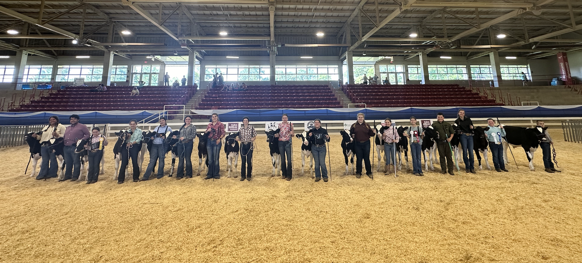 Row of youth handlers standing with dairy calves in an indoor livestock show arena
