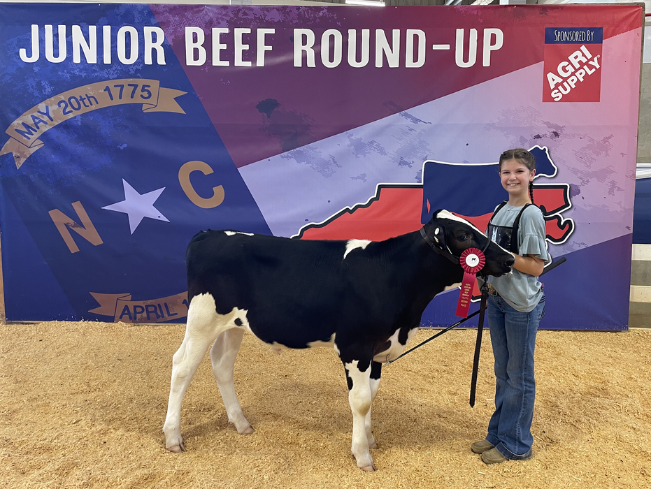 Girl holding a ribbon on a black-and-white calf in front of "JUNIOR BEEF ROUND-UP" banner
