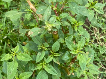 Dense green leafy plant with upright stems and small flower spikes growing in grassy ground