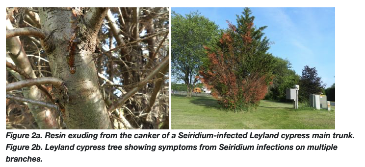 Resin exuding from a canker on a Leyland cypress trunk; right panel shows browned branch dieback