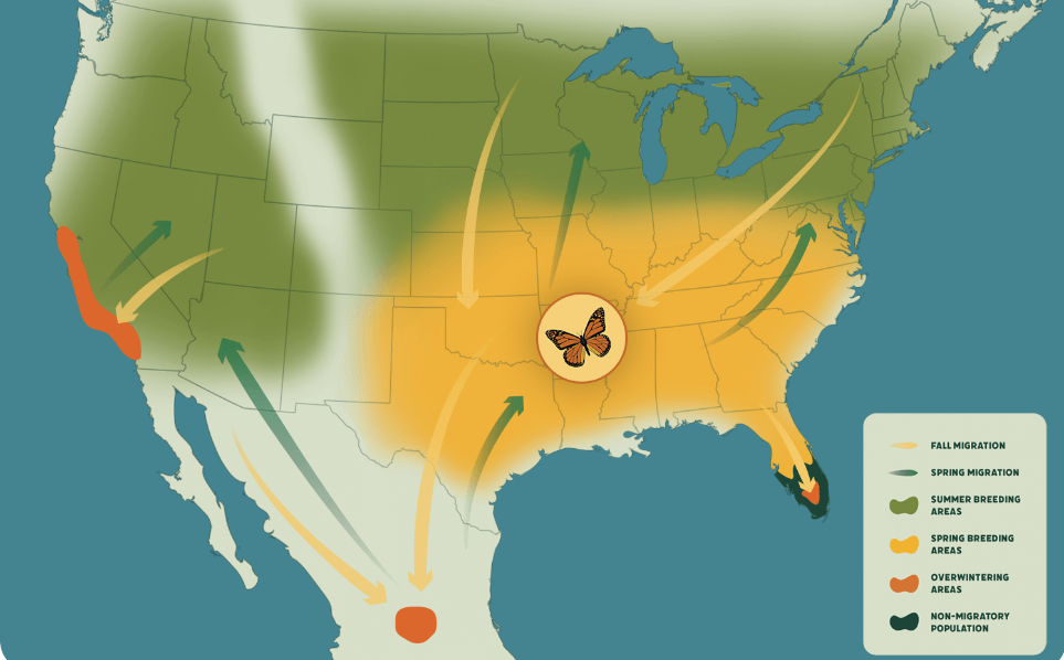 Migratory path of Monarch Butterfly.