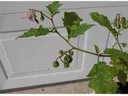 Potted green plant with hanging small pink bell-shaped flowers in front of white garage door