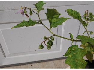 Potted green plant with hanging small pink bell-shaped flowers in front of white garage door
